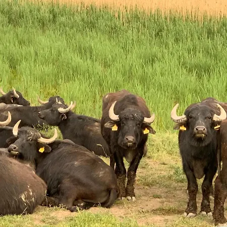 Kronikas Park Fogado Baks