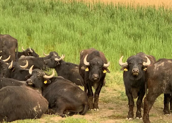 Kronikas Park Fogado Baks